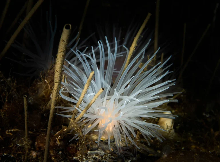 S&oslash;anemone p&aring; stenrev i Storeb&aelig;lt