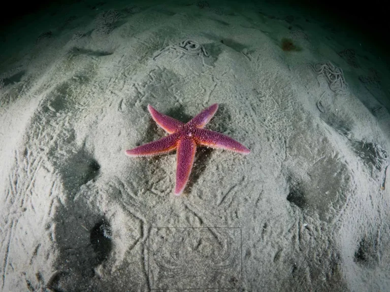S&oslash;stjerne p&aring; sandbanke i Kattegat